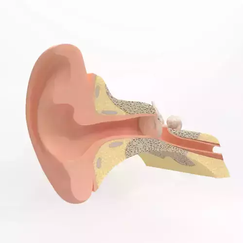 Inner ear 3D model