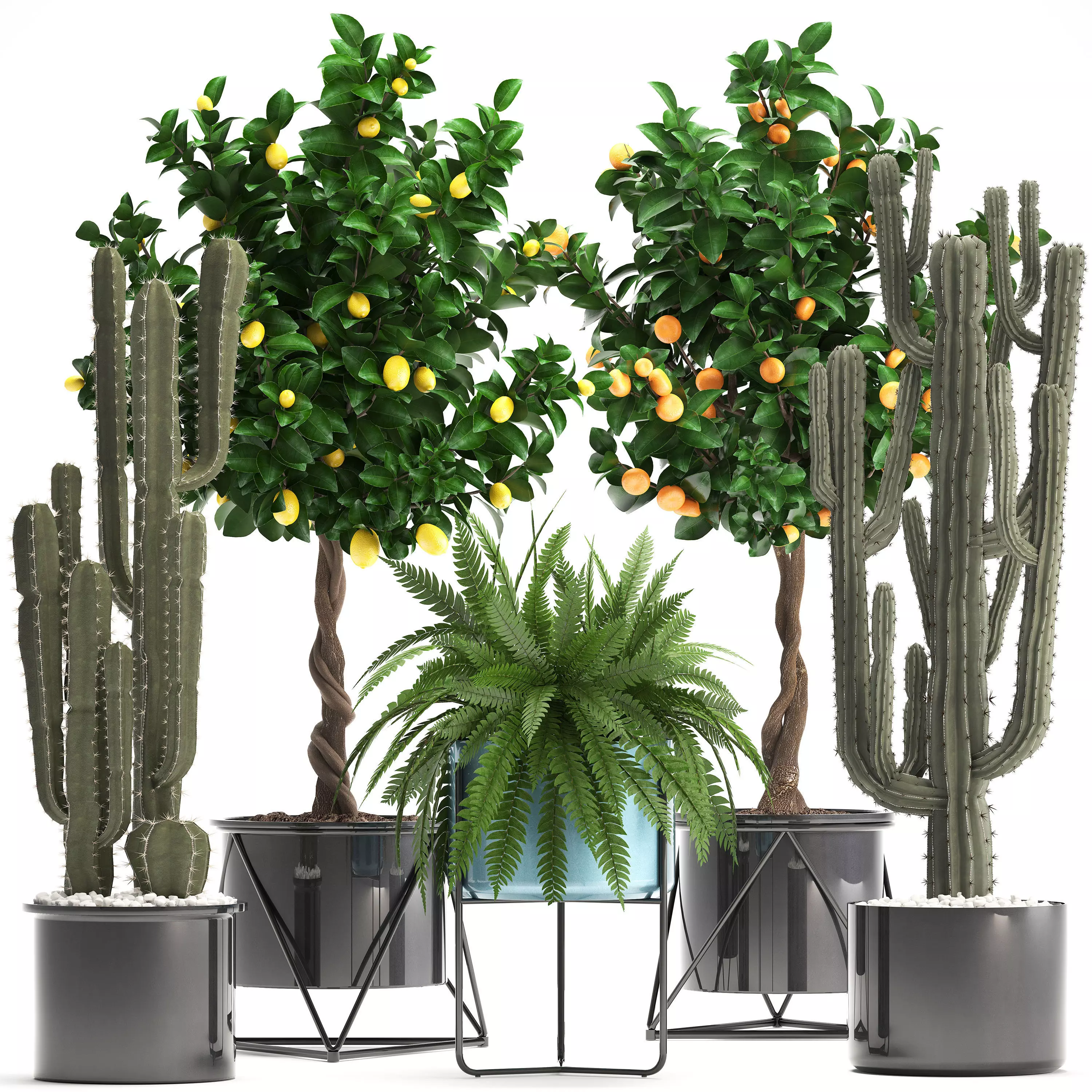 Collection of ornamental plants 3D model