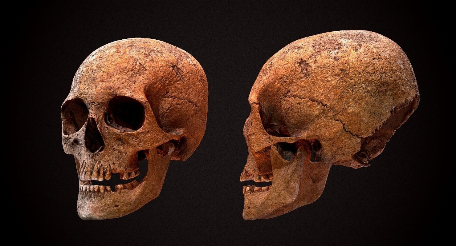 Real Human Skull Low-poly 3D model_3