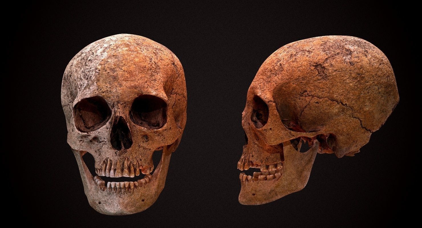 Real Human Skull Low-poly 3D model_2