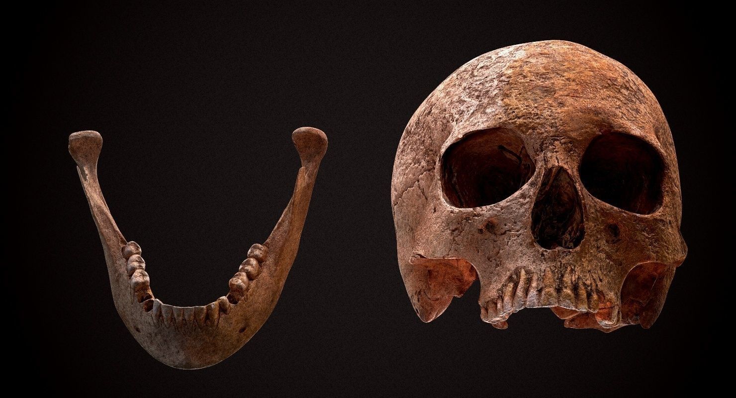 Real Human Skull Low-poly 3D model_22