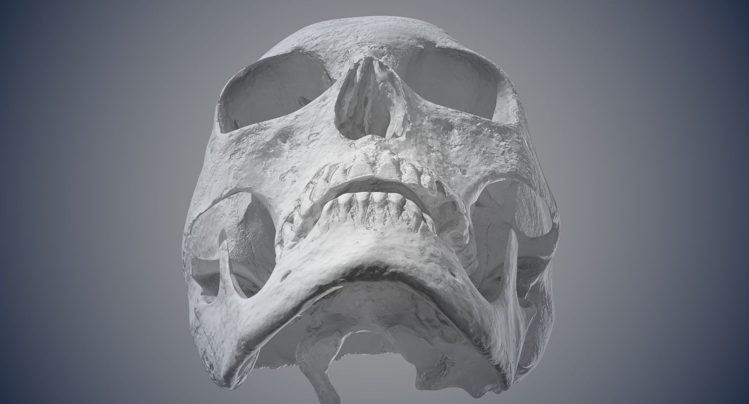Real Human Skull Low-poly 3D model_20