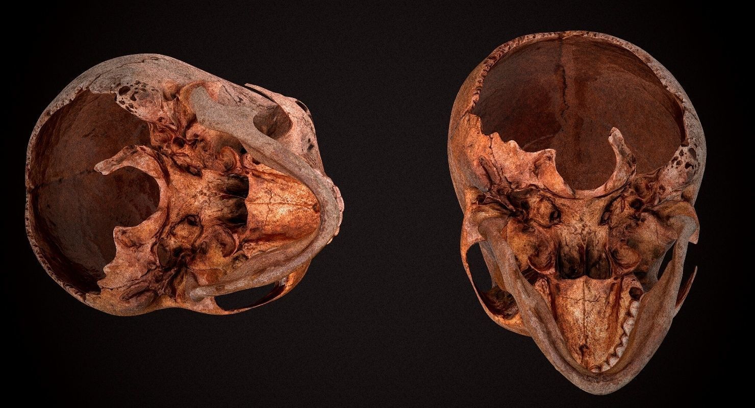 Real Human Skull Low-poly 3D model_5