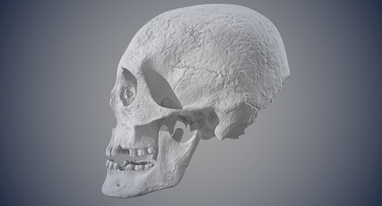 Real Human Skull Low-poly 3D model_17