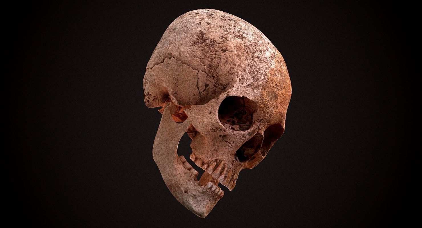 Real Human Skull Low-poly 3D model_12