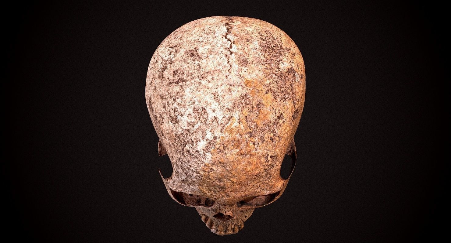 Real Human Skull Low-poly 3D model_25