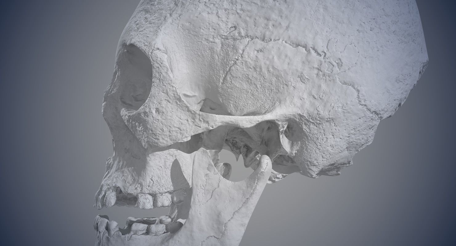 Real Human Skull Low-poly 3D model_19