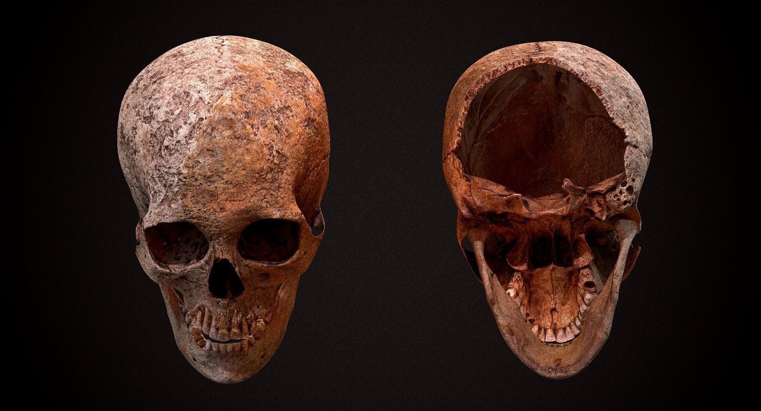 Real Human Skull Low-poly 3D model_6