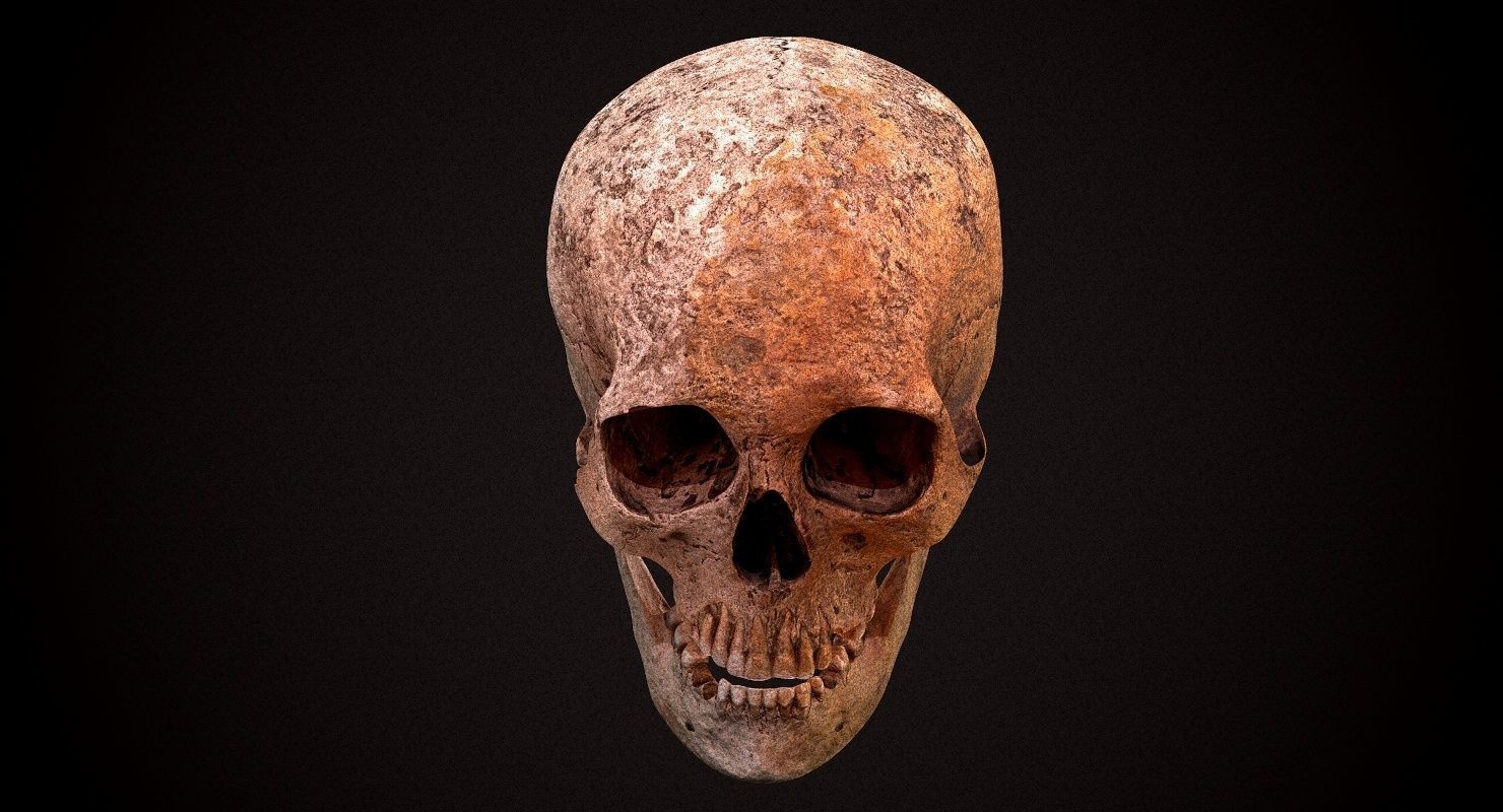 Real Human Skull Low-poly 3D model_10