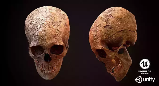 Real Human Skull Low-poly 3D model
