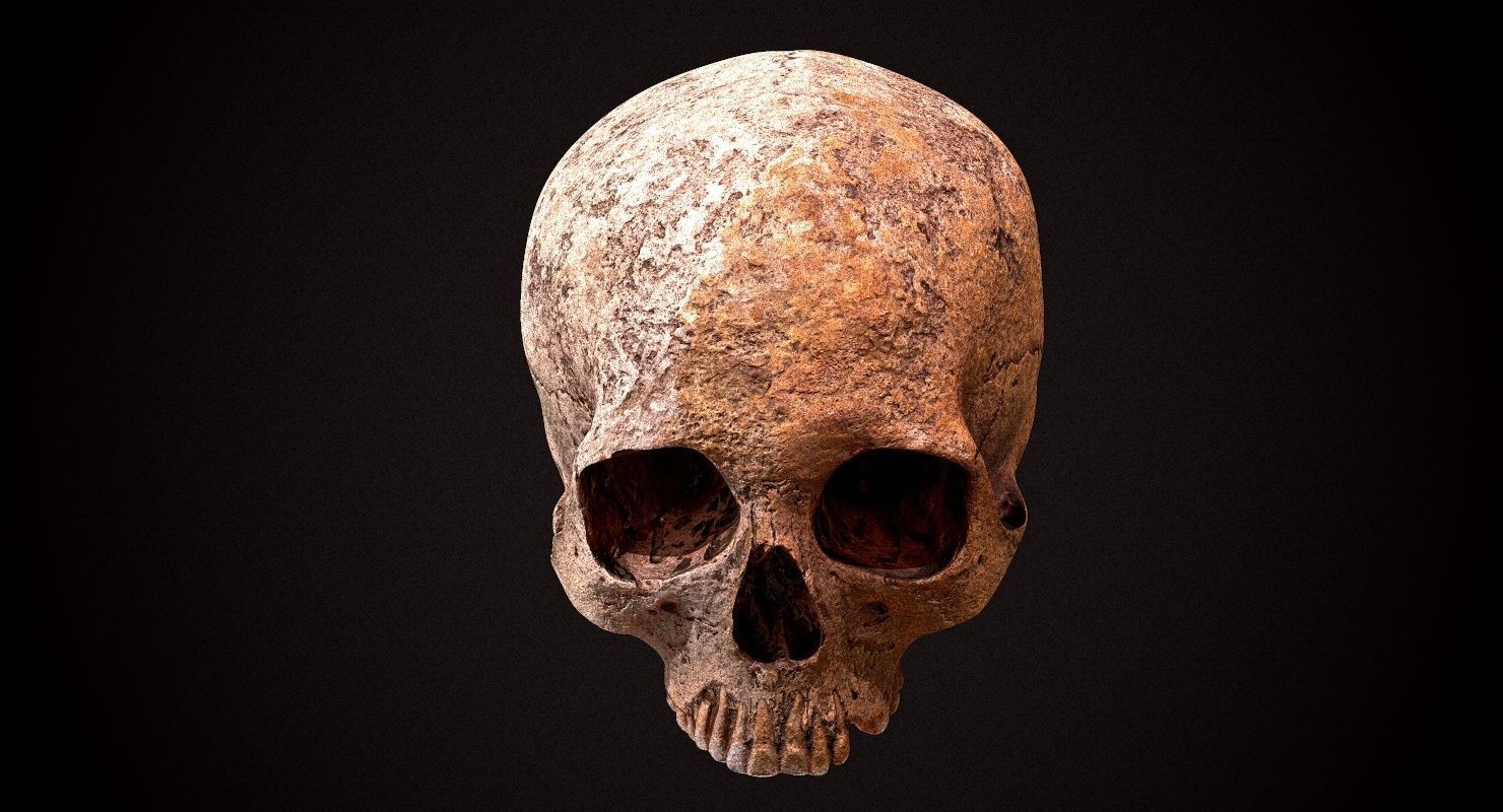 Real Human Skull Low-poly 3D model_7