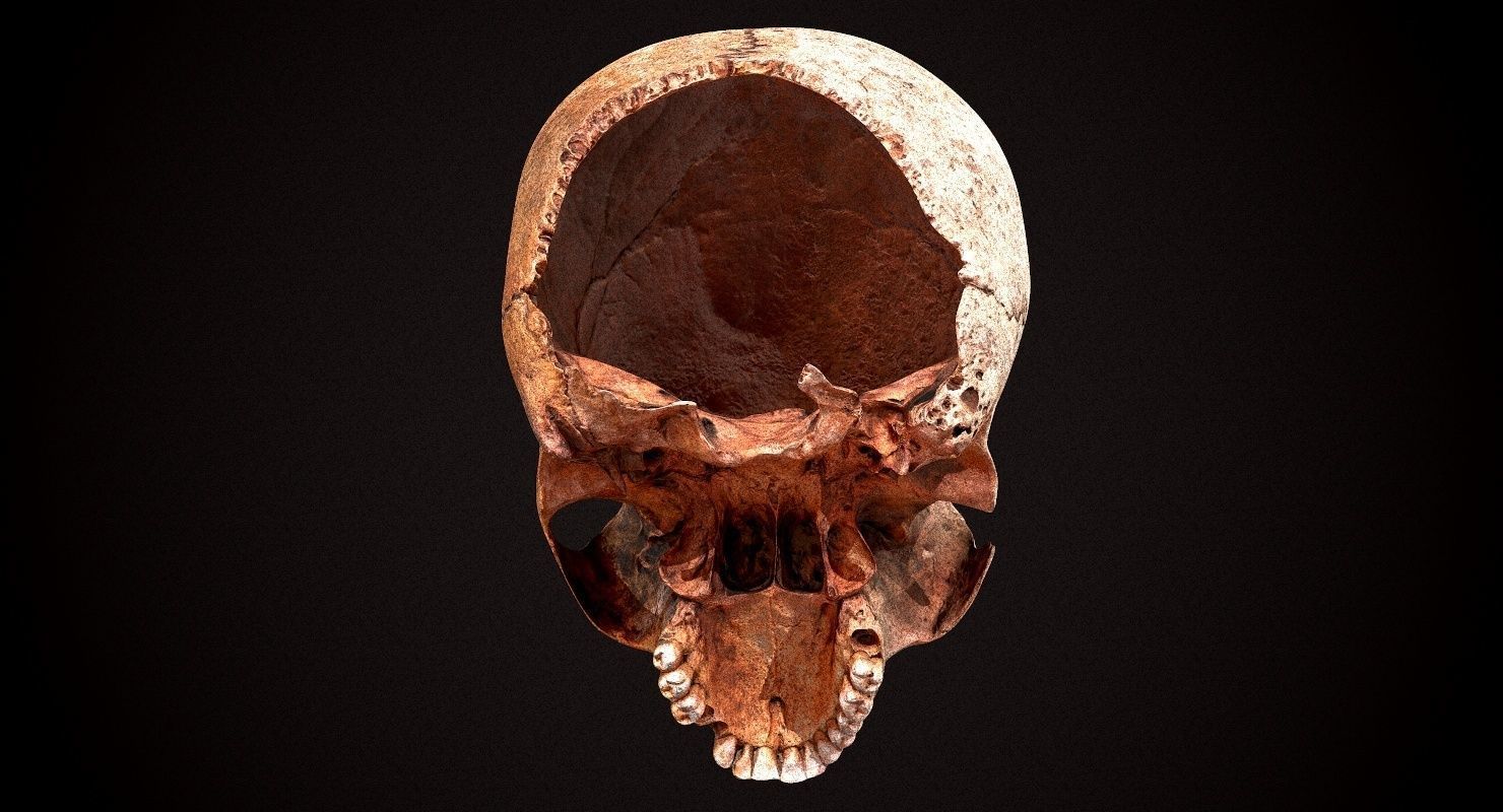 Real Human Skull Low-poly 3D model_8