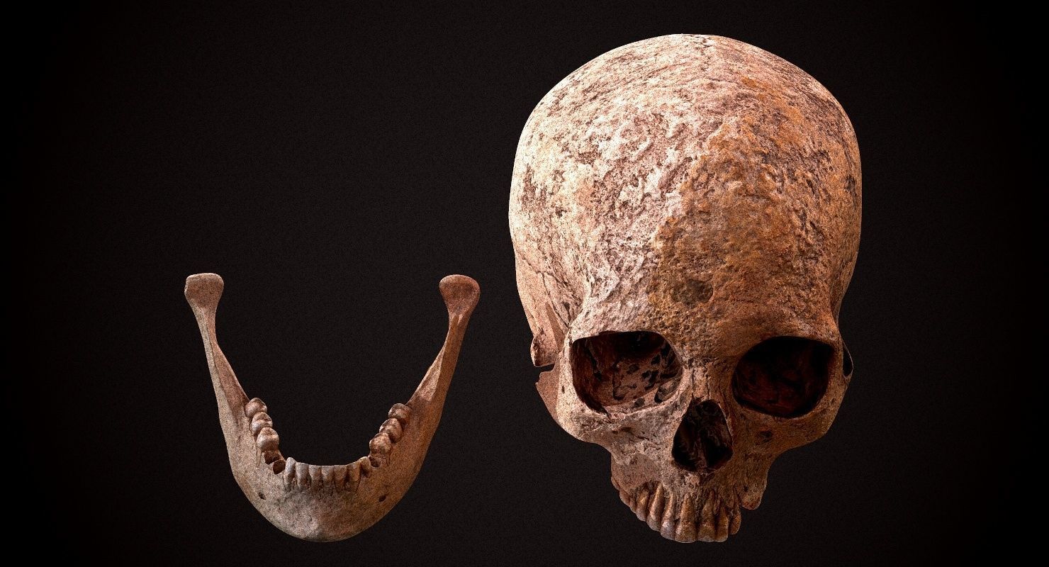 Real Human Skull Low-poly 3D model_21