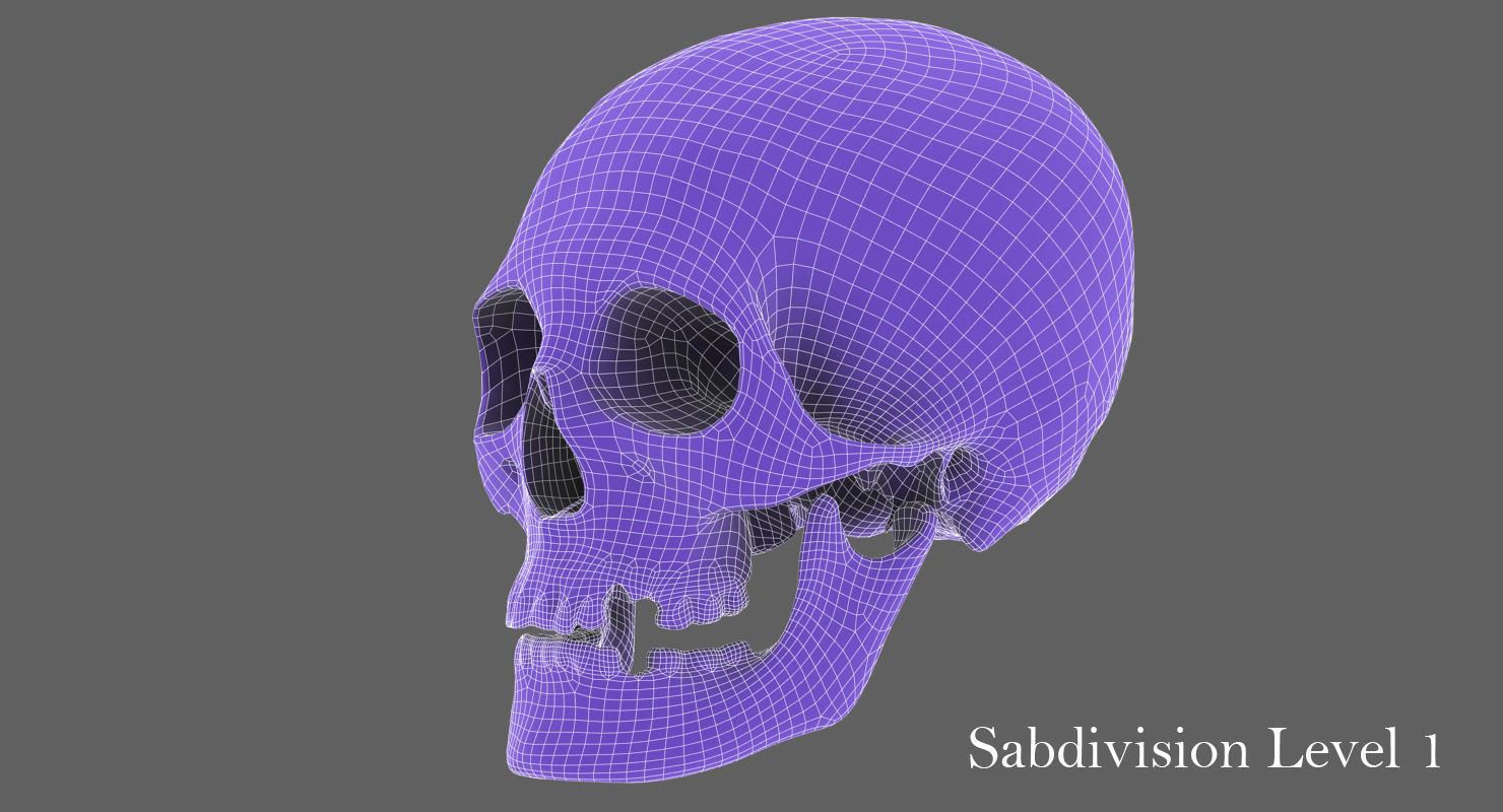 Real Human Skull Low-poly 3D model_38