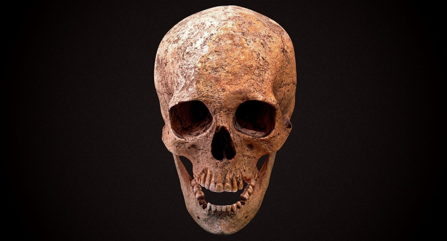Real Human Skull Low-poly 3D model_13