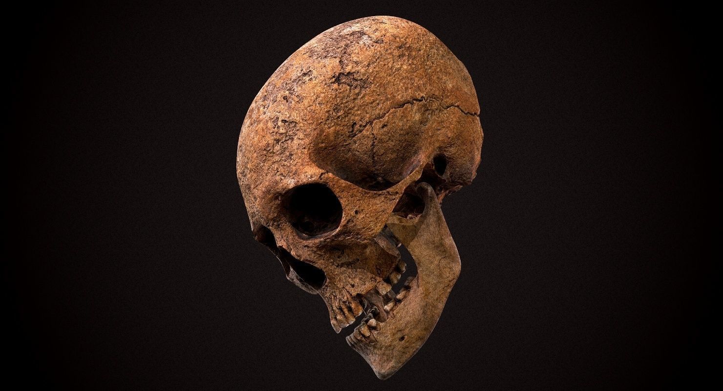Real Human Skull Low-poly 3D model_11