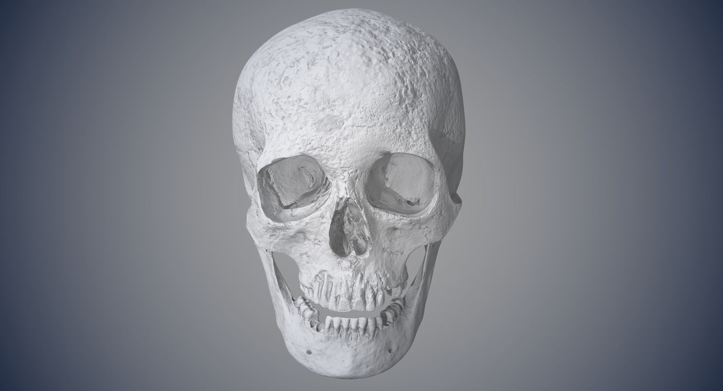 Real Human Skull Low-poly 3D model_14