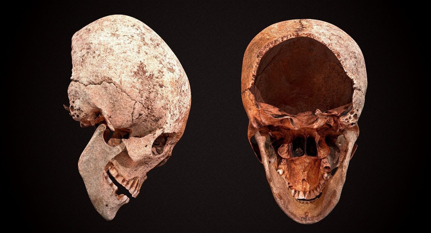 Real Human Skull Low-poly 3D model_1
