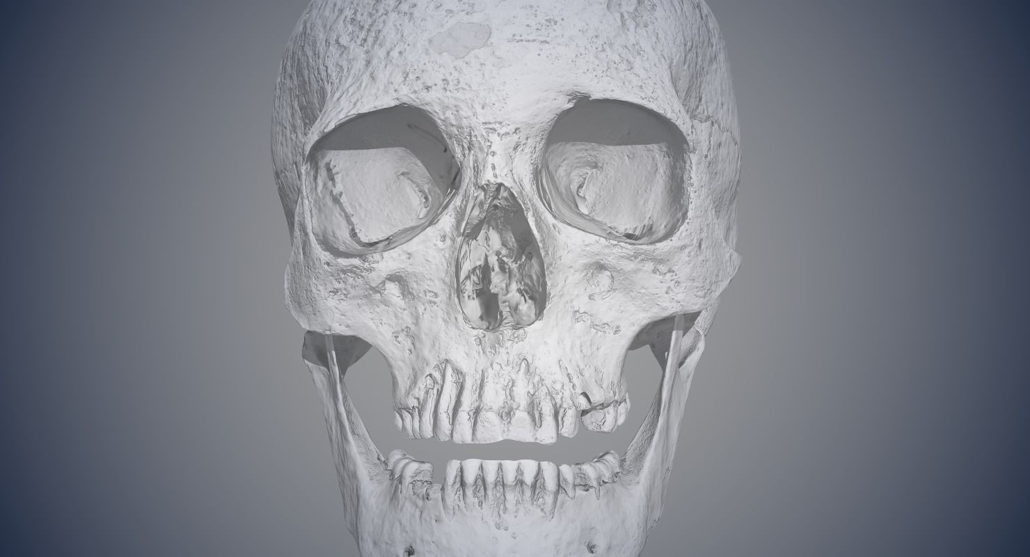 Real Human Skull Low-poly 3D model_15