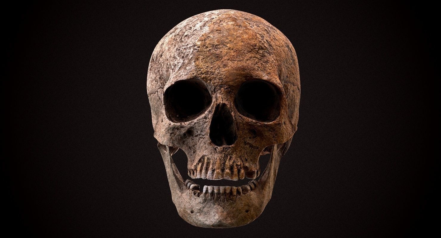 Real Human Skull Low-poly 3D model_9