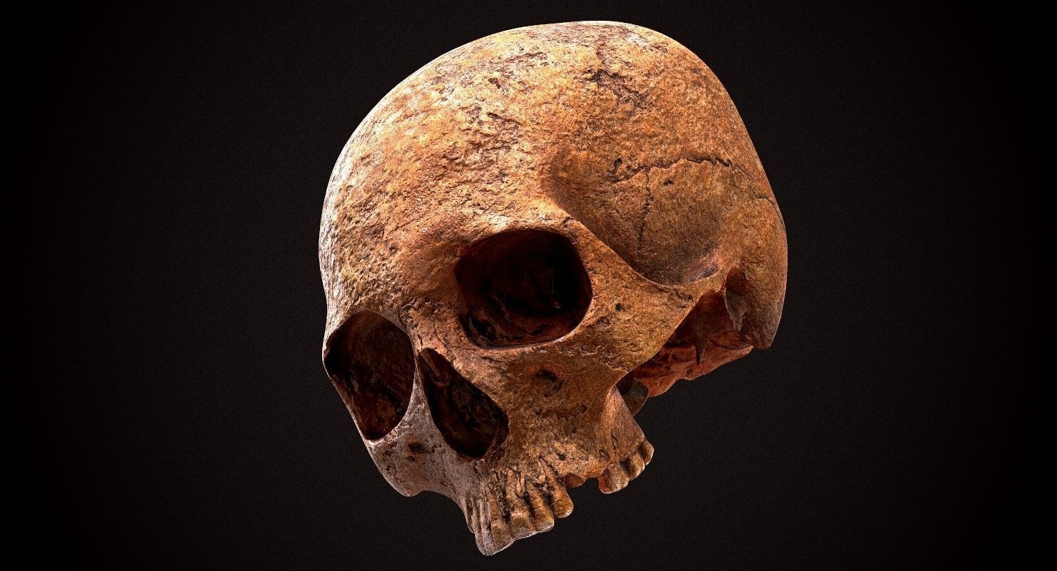 Real Human Skull Low-poly 3D model_24