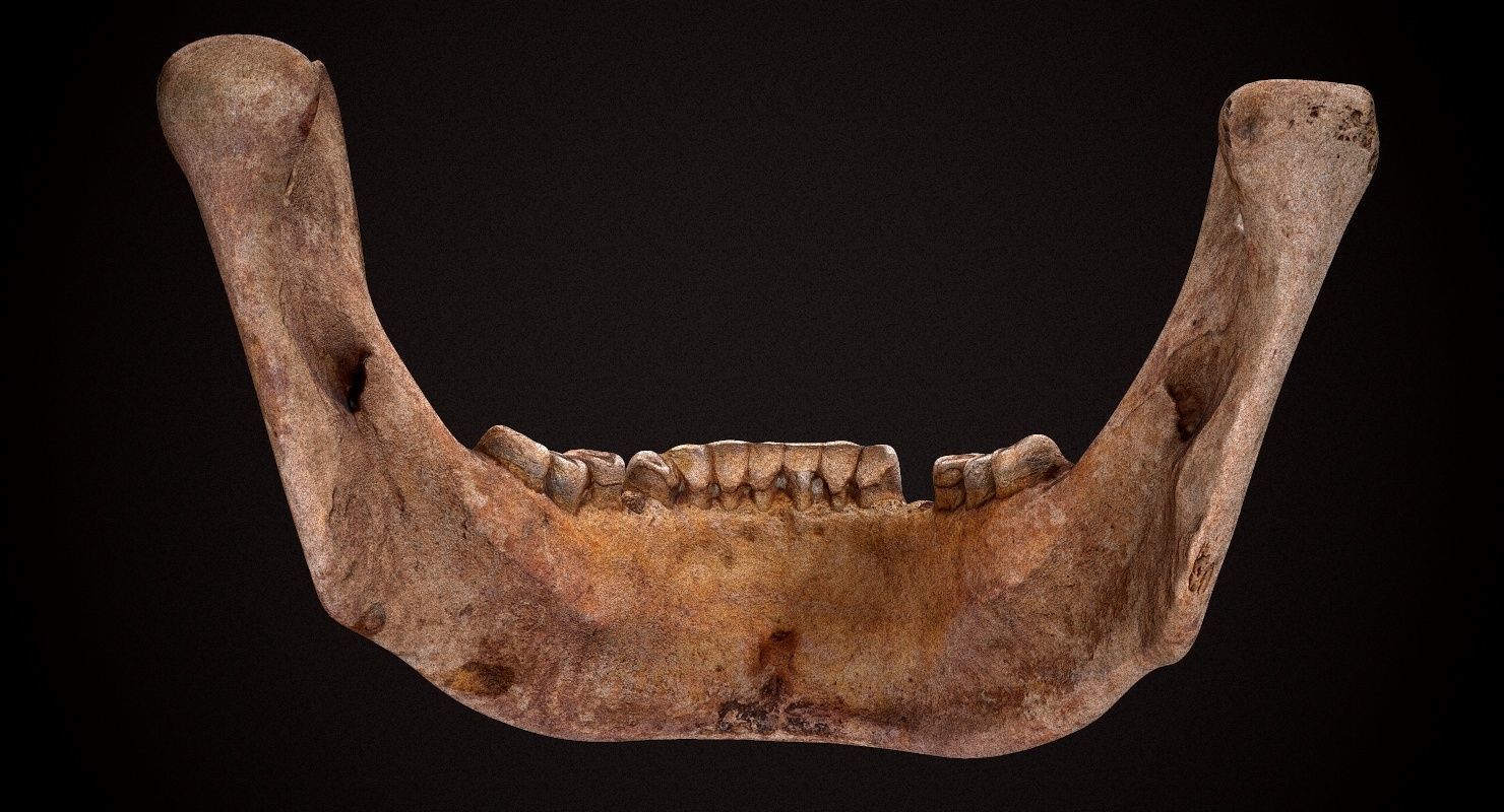 Real Human Skull Low-poly 3D model_28