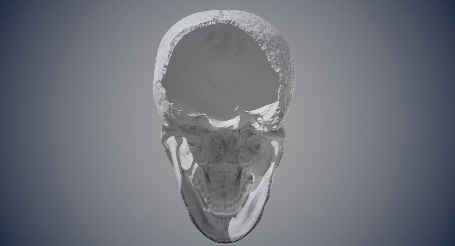 Real Human Skull Low-poly 3D model_16