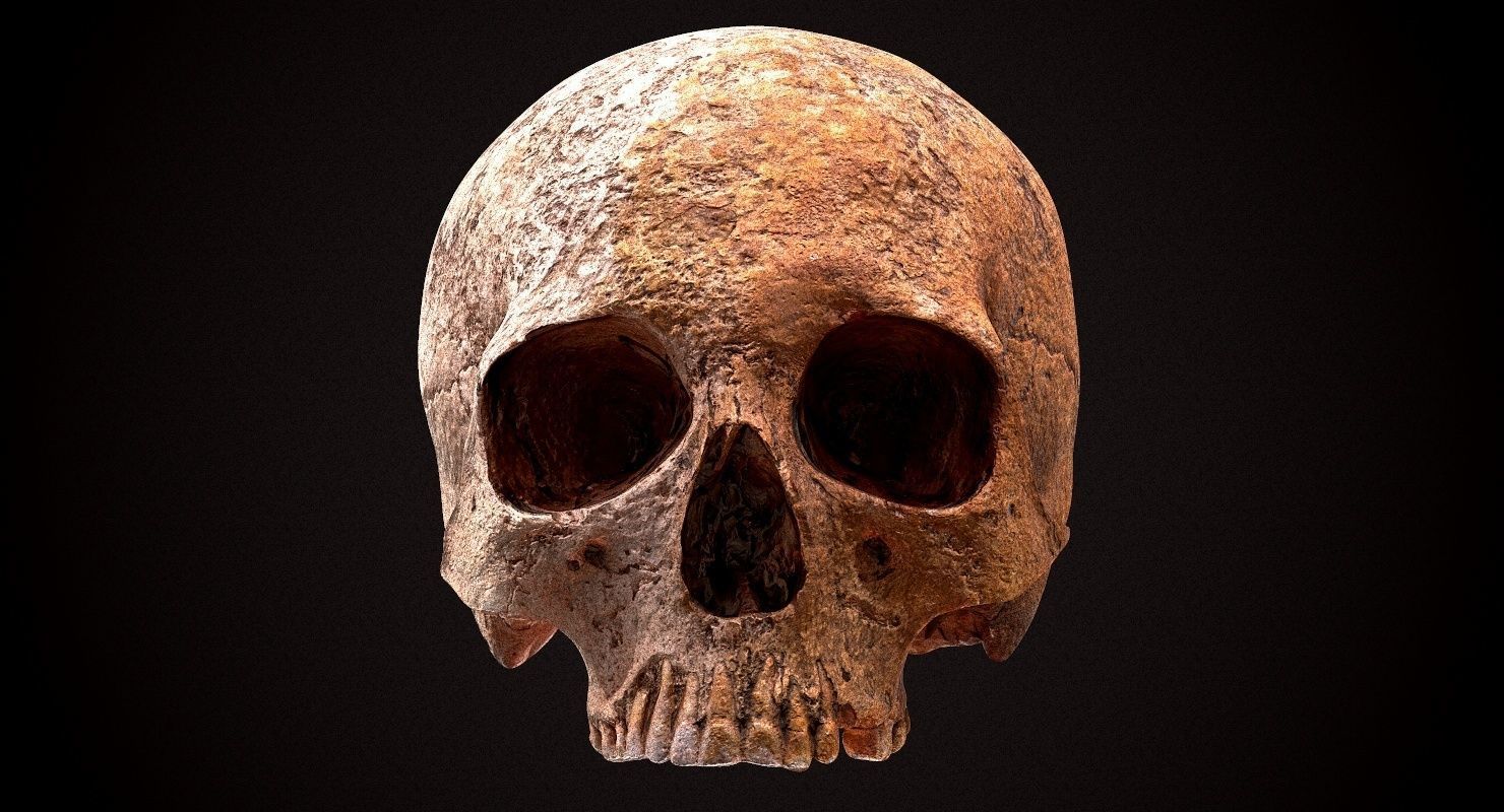 Real Human Skull Low-poly 3D model_23