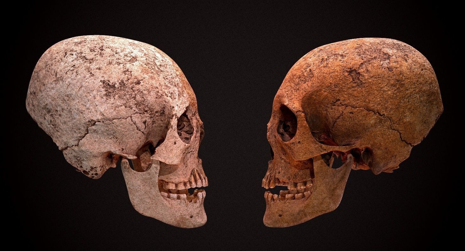 Real Human Skull Low-poly 3D model_4