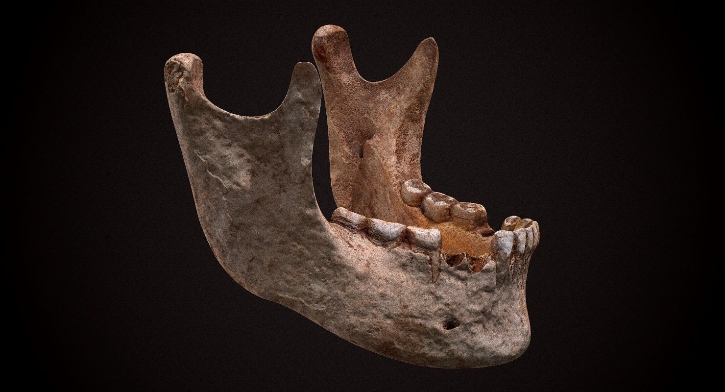 Real Human Skull Low-poly 3D model_30