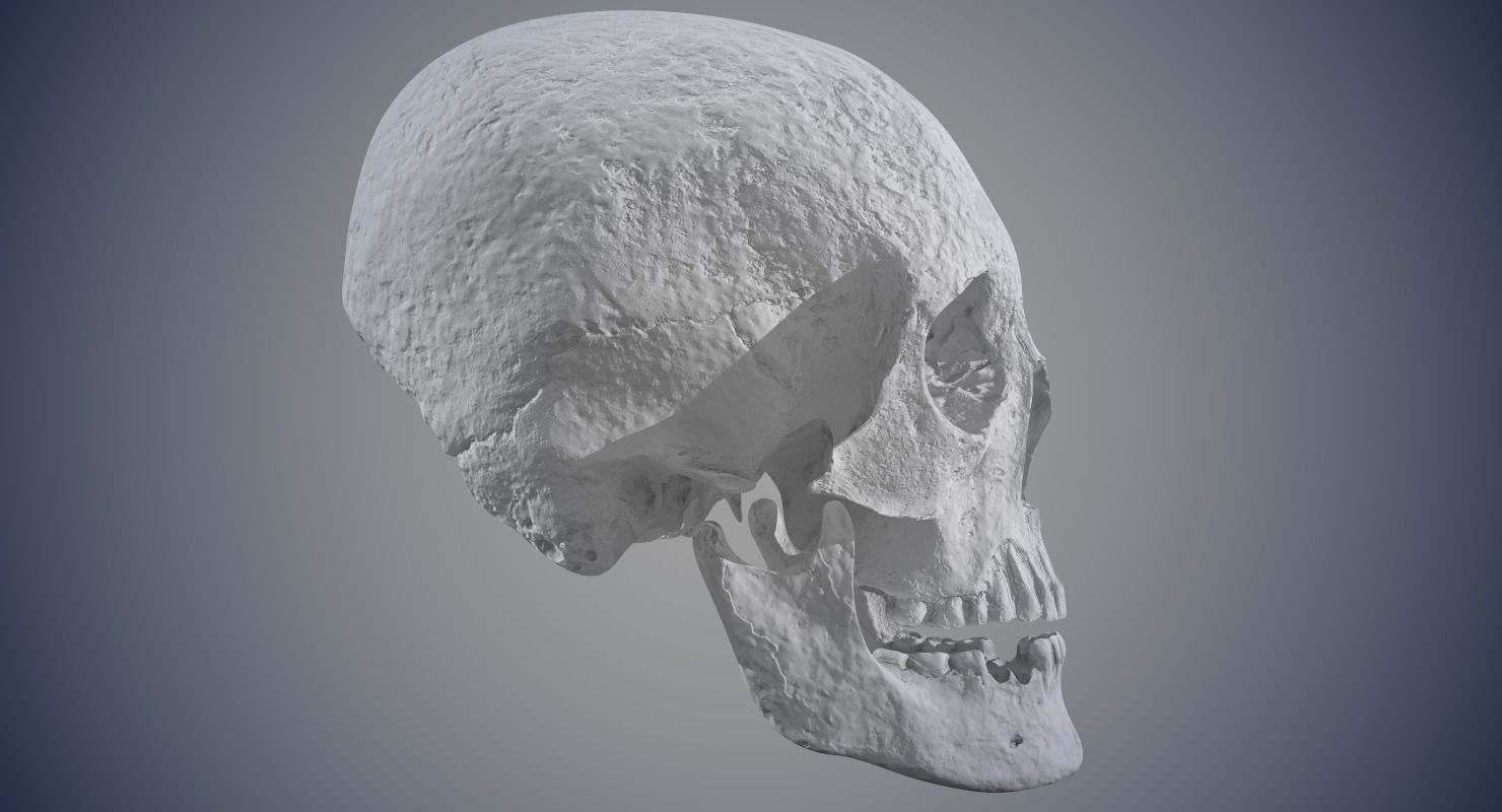 Real Human Skull Low-poly 3D model_18