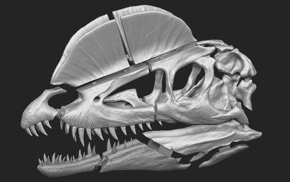 Dilophosaurus Skull 3D print model_8