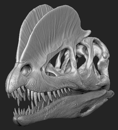 Dilophosaurus Skull 3D print model_5