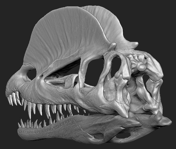 Dilophosaurus Skull 3D print model_6