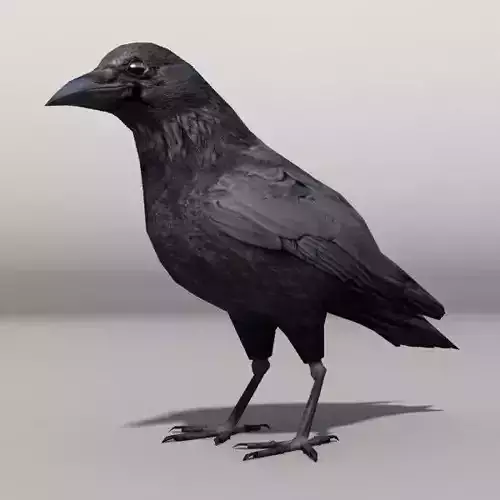 Lowpoly Crow raven Low-poly 3D model