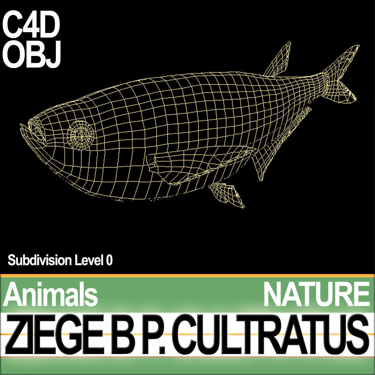 Ziege B zebrafish bp cultivatus 3D model_5