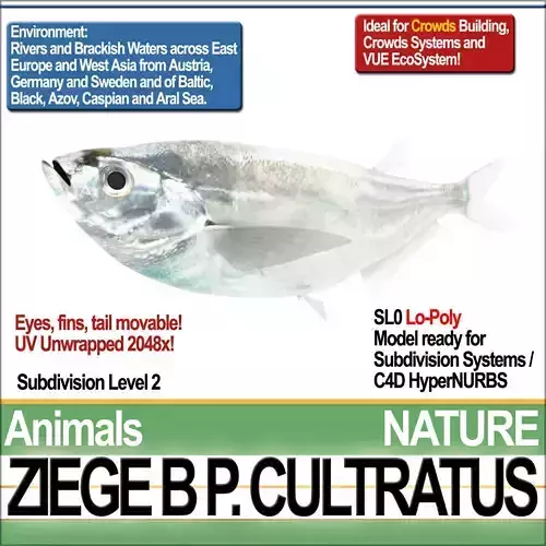 Ziege B zebrafish bp cultivatus 3D model