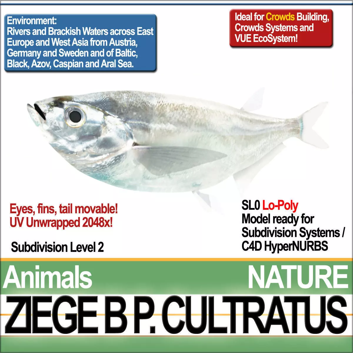 Ziege B zebrafish bp cultivatus 3D model_0