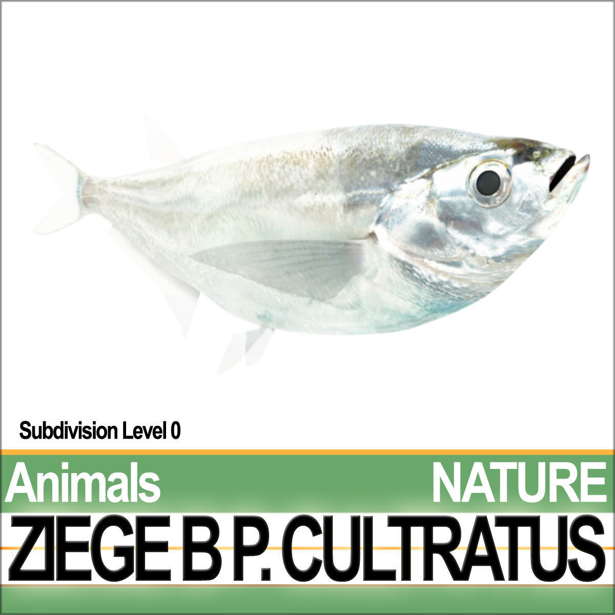 Ziege B zebrafish bp cultivatus 3D model_2