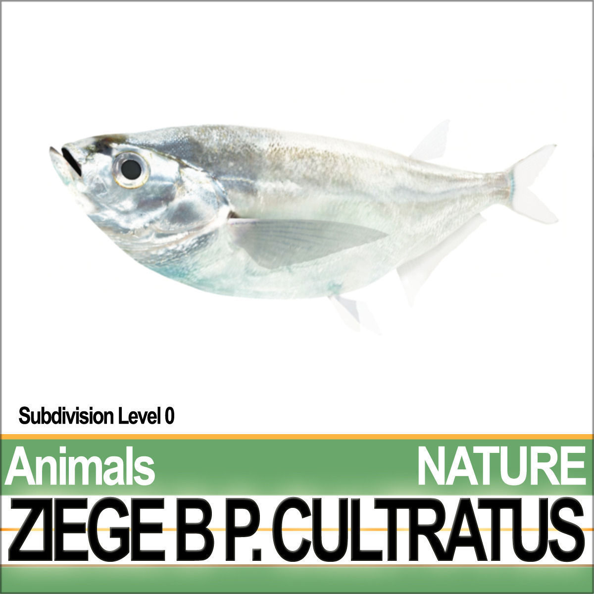 Ziege B zebrafish bp cultivatus 3D model_3