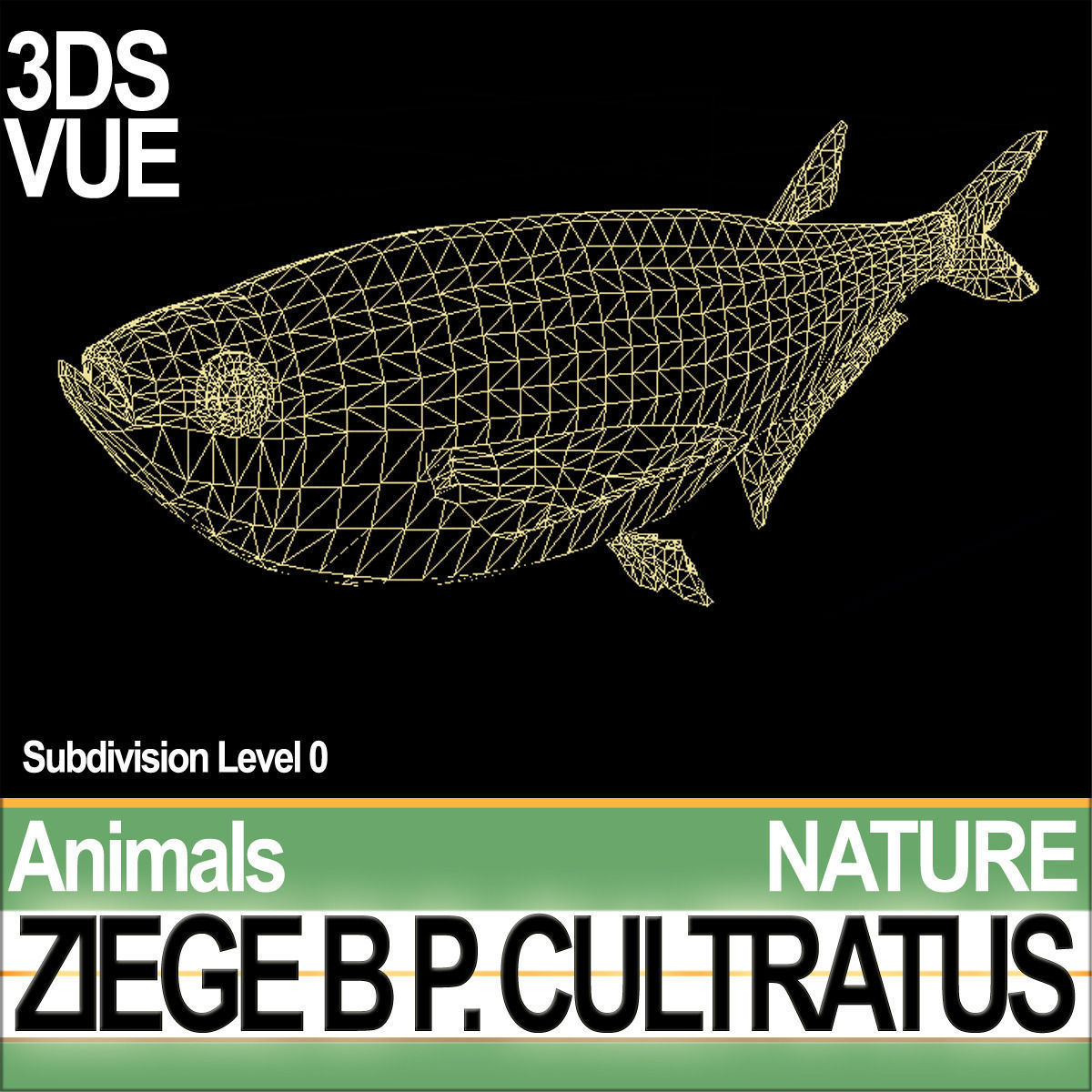 Ziege B zebrafish bp cultivatus 3D model_6