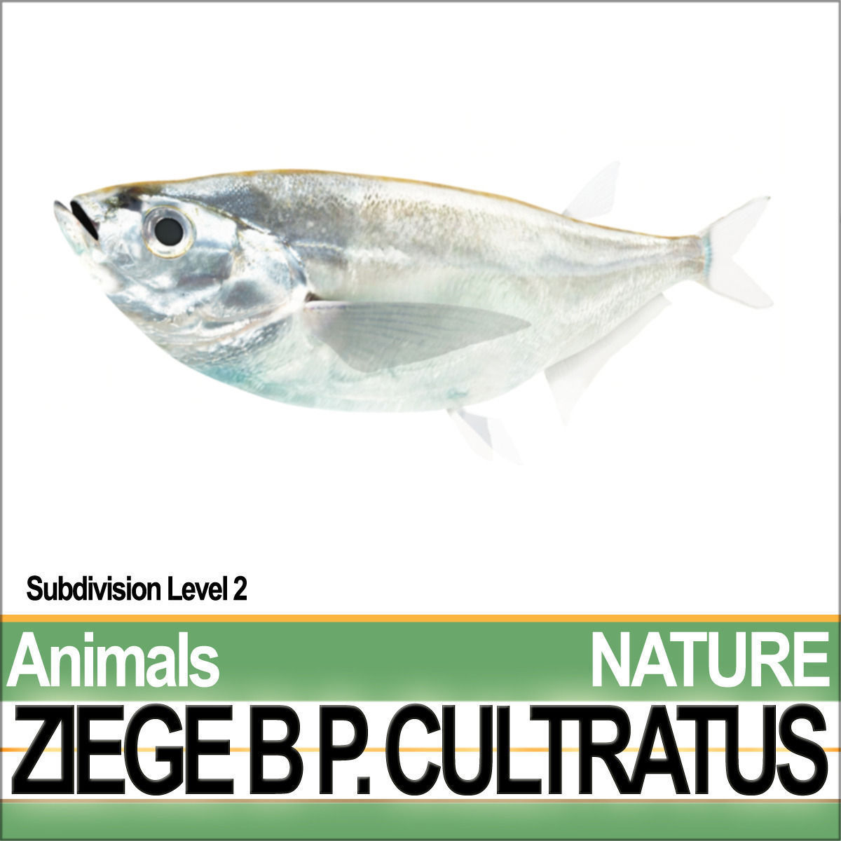 Ziege B zebrafish bp cultivatus 3D model_4
