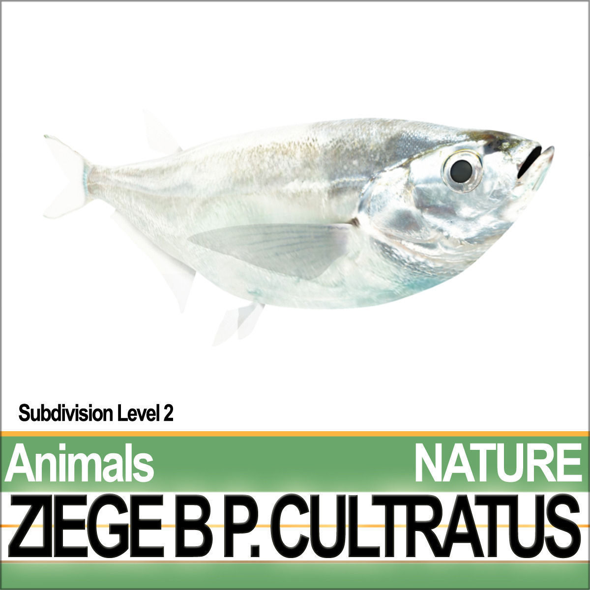 Ziege B zebrafish bp cultivatus 3D model_1