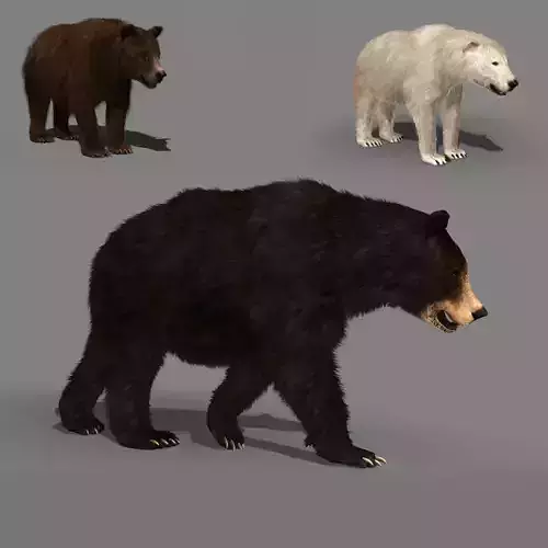 3D animated Wild Bear Pack 3D model