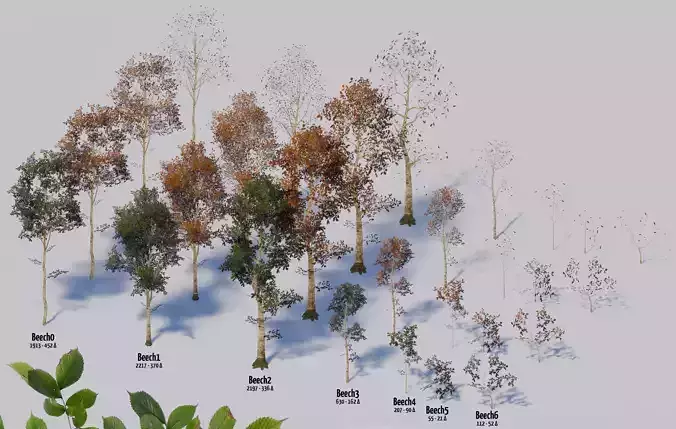 Beech Trees in 3 seasons Low-poly 3D model