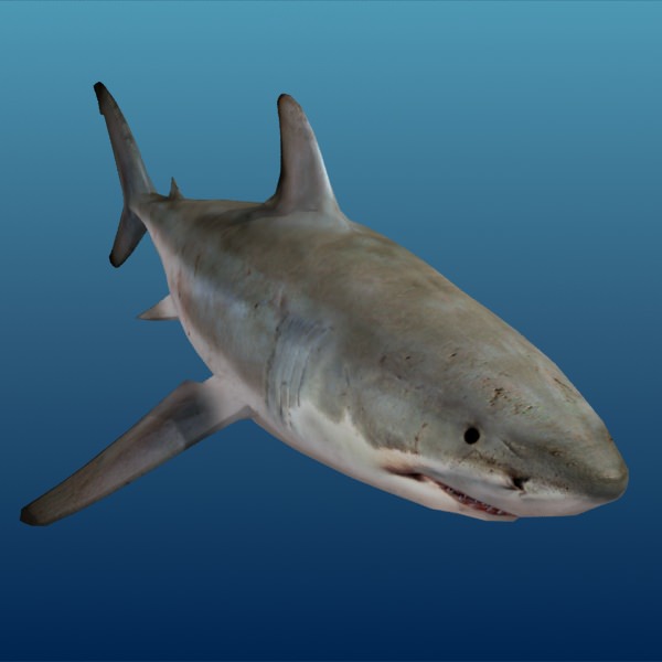 Shark - Low-poly 3D model_3