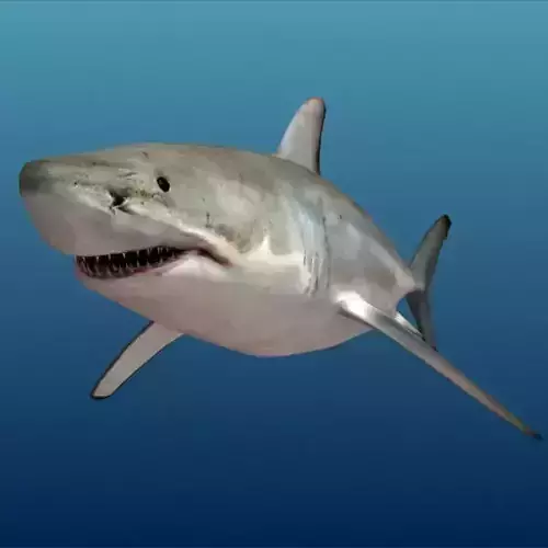 Shark - Low-poly 3D model