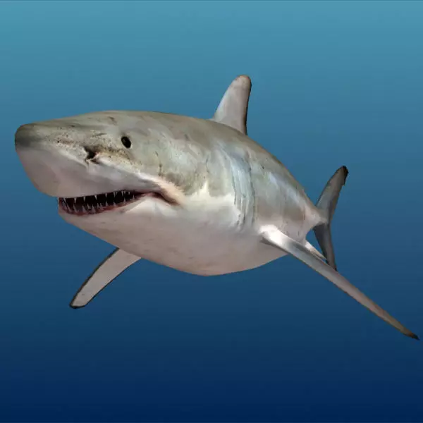 Shark - Low-poly 3D model_0