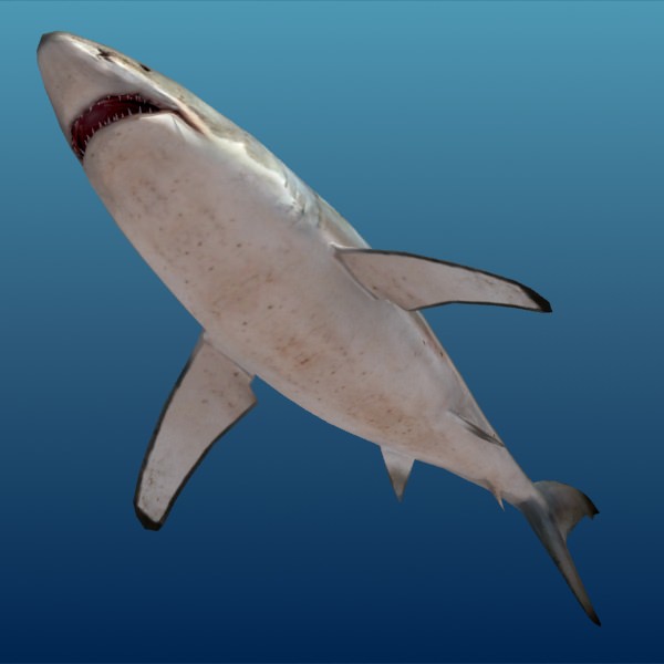 Shark - Low-poly 3D model_2