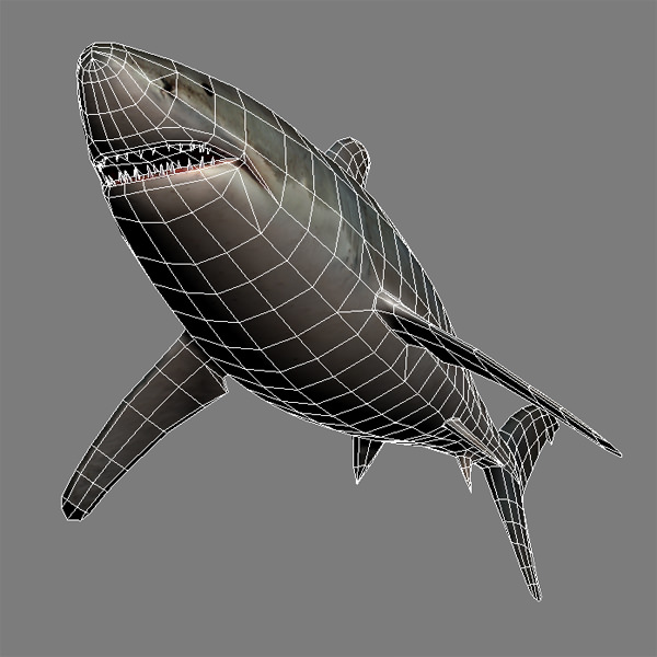 Shark - Low-poly 3D model_4